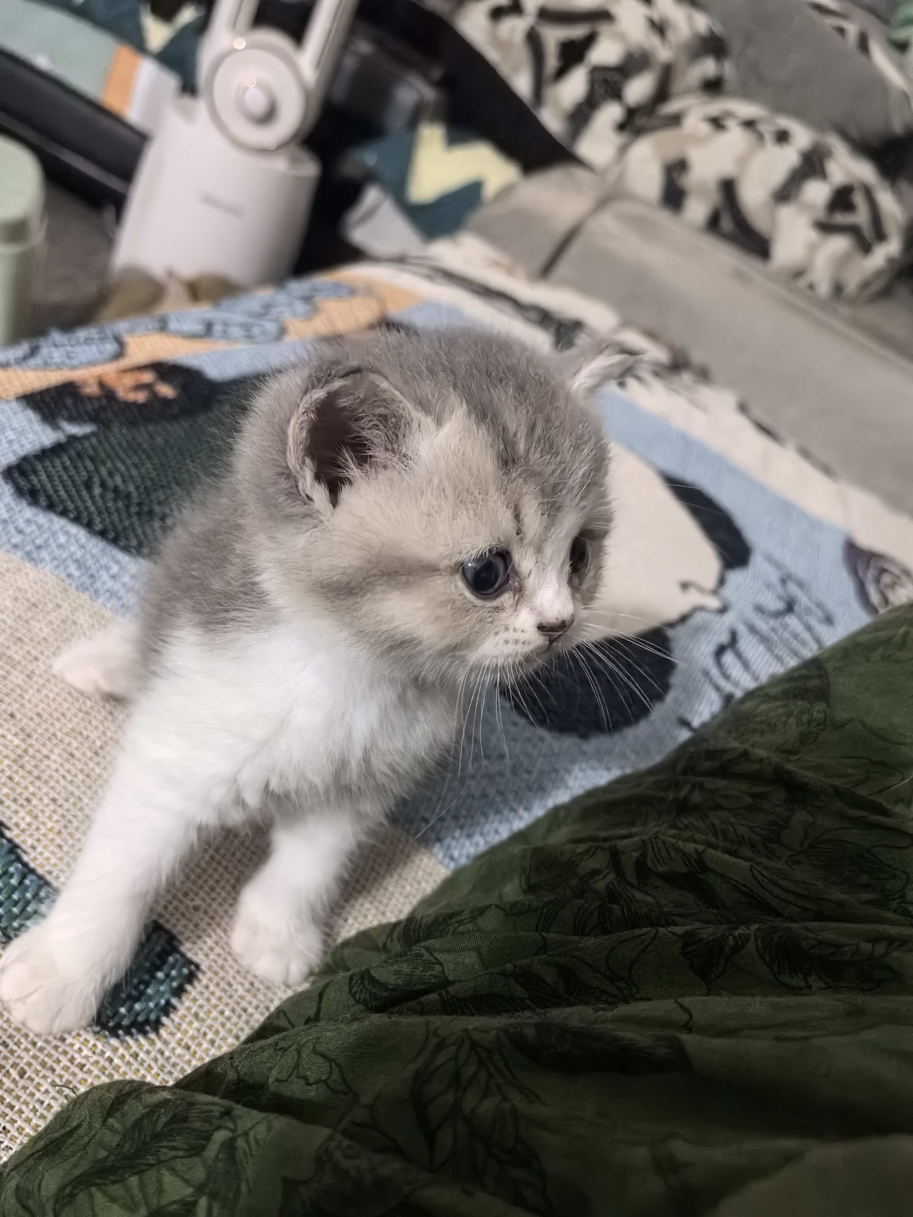 可爱的小猪咪
